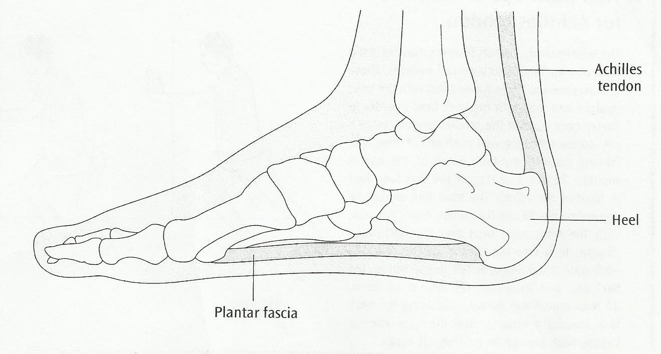 Plantar Fascia